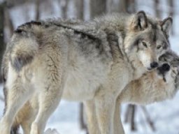 Loup des montagnes rocheuses du Nord